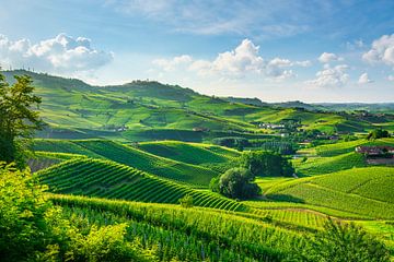 Glooiende wijngaardheuvels van Barolo in de Langhe wijnstreek van Stefano Orazzini