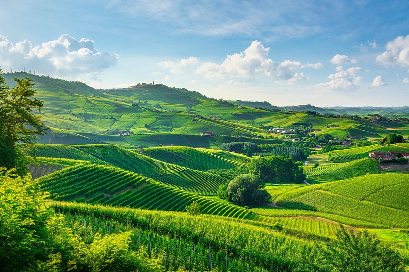 Rolling Vineyard Hills of Barolo in Langhe Wine Region by Stefano