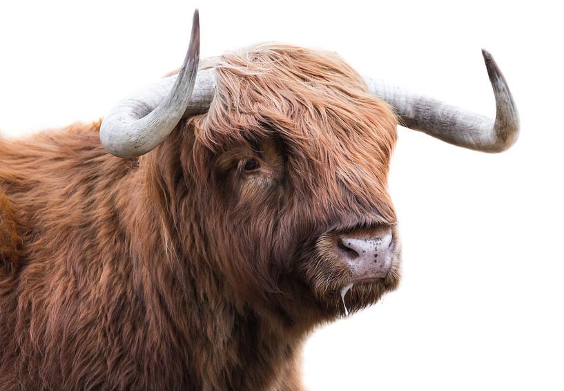 Scottish Highlander by Karel Ton