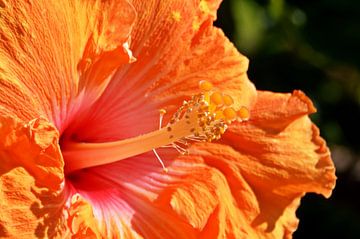 oranje hibiscus bloem van Werner Lehmann
