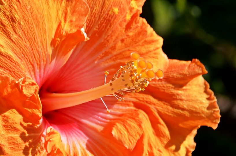 fleur d'hibiscus orange par Werner Lehmann