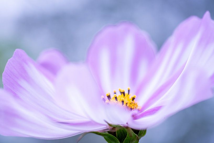 Cosmea von Christien van der Veen Fotografie
