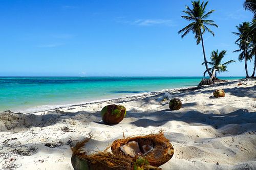 Caribisch paradijs: turkooisblauwe zee, witte stranden en tropische lichtheid in kleurrijke foto's.