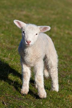 Hausschaf-Lamm