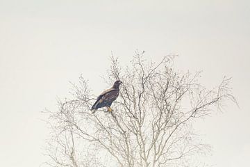 Seeadler auf dem Baum von Tobias Luxberg
