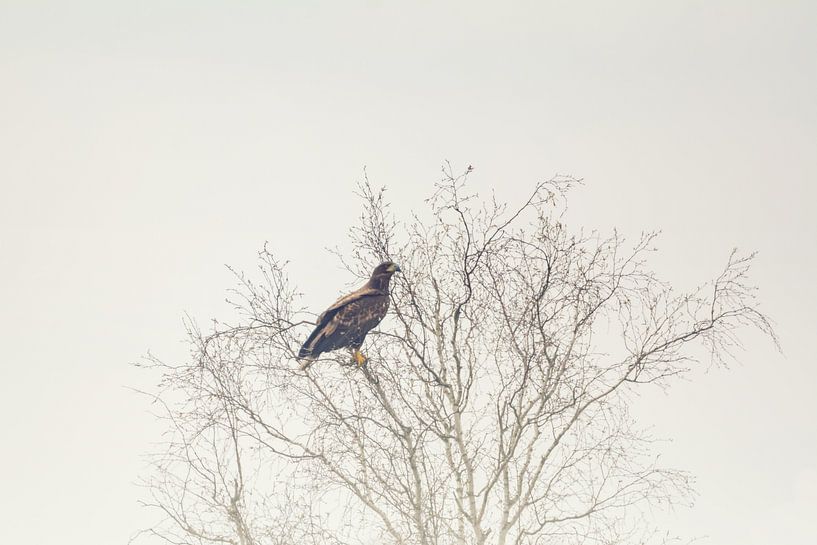 Seeadler auf dem Baum von Tobias Luxberg
