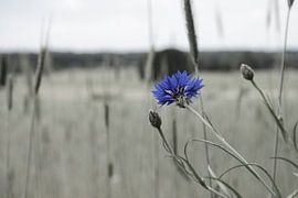 Blue Cornflower by Ingrid de Vos - Boom