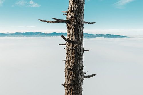 Boom met afgehakte takken voor ochtendmist
