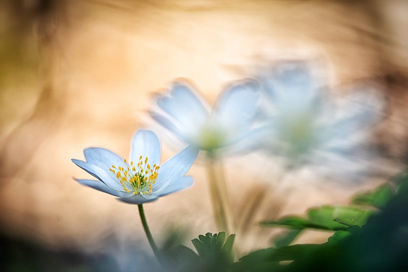 Wood anemone in the spring sun by Nicc Koch