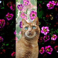 Poes met de mooie ogen