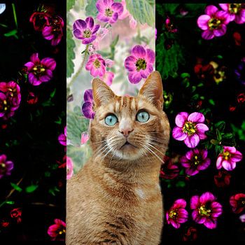 Le chat aux beaux yeux