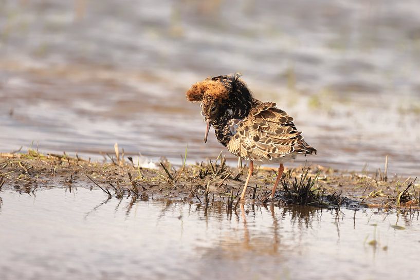 Turmfalke von Rinnie Wijnstra (FotoAmeland )