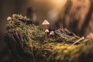 Small cute mushrooms on a tree stump with lots of moss by Hilco Hoogendam