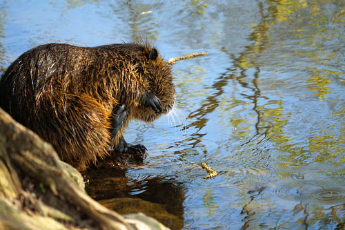 de foto toont wilde levende nutria