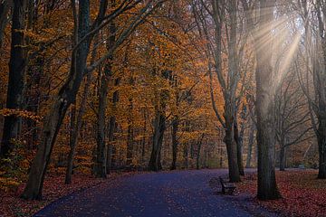Footpath among autumn trees