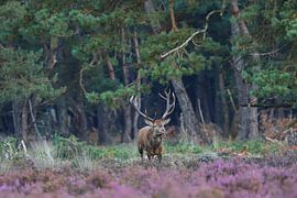 Edelhert by Eddy Reynecke