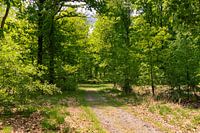 Bospad in het Drents-Friese Wold