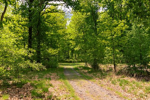 Chemin forestier dans la région de Drents-Friese Wold