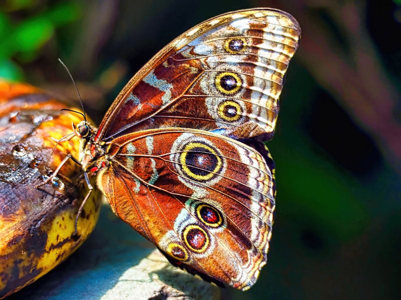 Schmetterling von Eduard Lamping