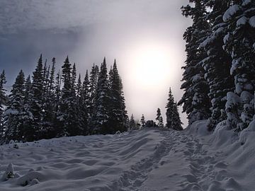 Sporen in de sneeuw van Timon Schneider