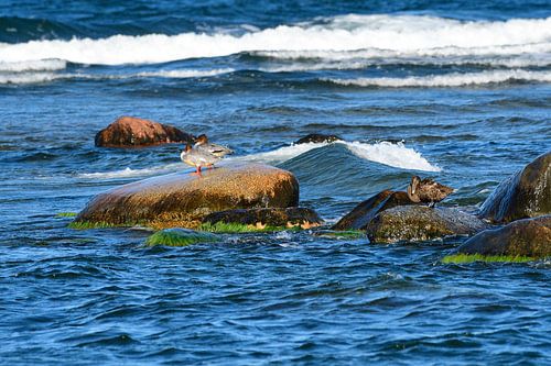 Goosander en Eider