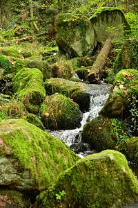 Gebirgsbach Schwarzwald 1.8