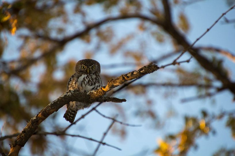 Pearl spotted owlet by Marijke Arends-Meiring