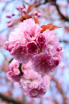 Japanse kersenbloesem van Bettina Schnittert