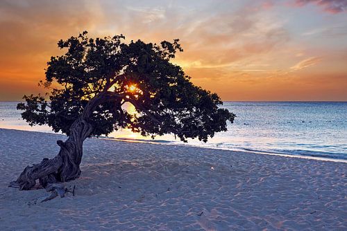 Dividivi boom op Aruba op Eagle beach met zonsondergang