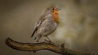 Robin by Maurice Cobben thumbnail