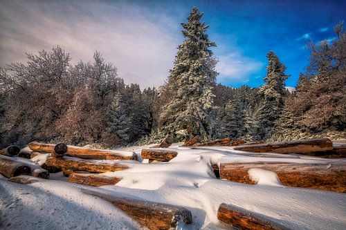 in de bossen