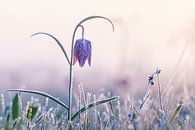 frozen Fritillary by Ton Valk thumbnail