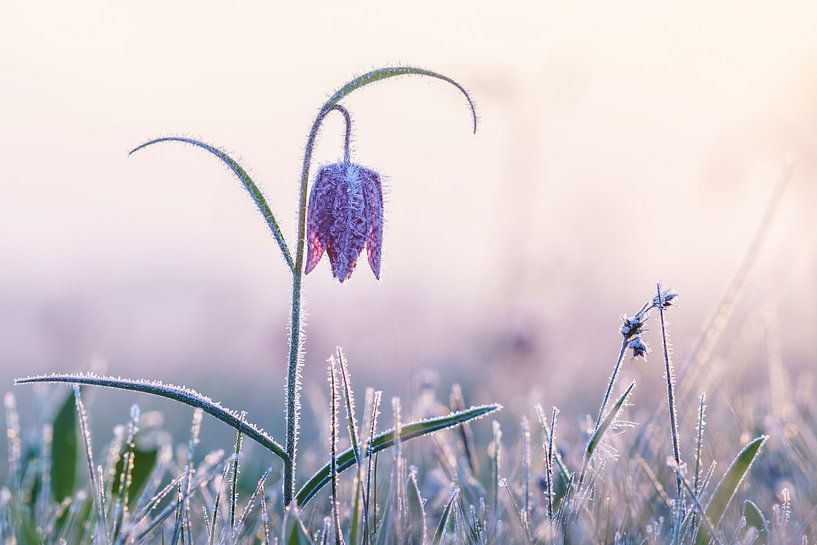 frozen Fritillary by Ton Valk
