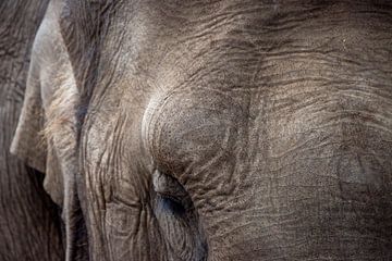Grijze reus (olifant) van Clicks&Captures by Tim Loos