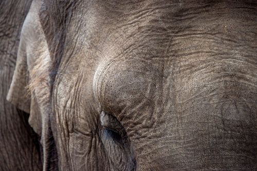 Grauer Riese (Elefant) von Clicks&Captures by Tim Loos