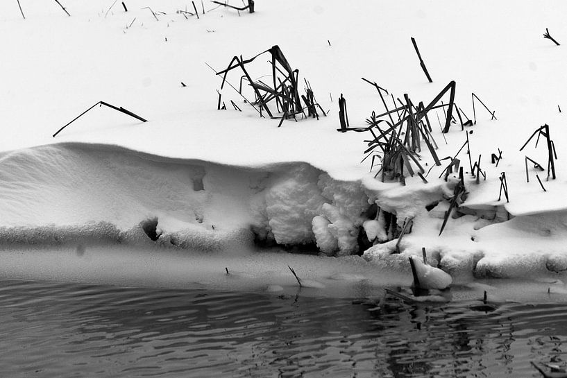 snowberm2 von joyce kool