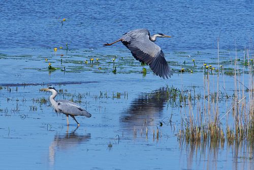 Grijze reiger