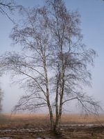drentse bomen