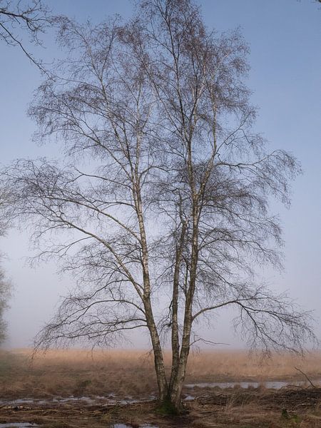 drentse bomen van snippephotography