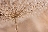 Sous le parasol ! par Marjolijn van den Berg Aperçu