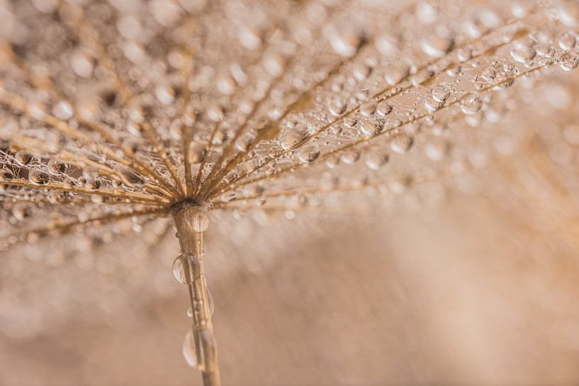 Sous le parasol ! par Marjolijn van den Berg