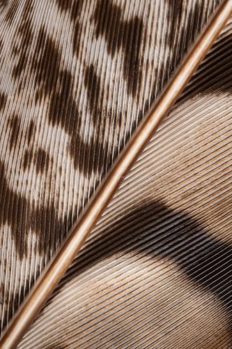 Natuurlijke kleuren: Een veer in allerlei verschillende bruintinten