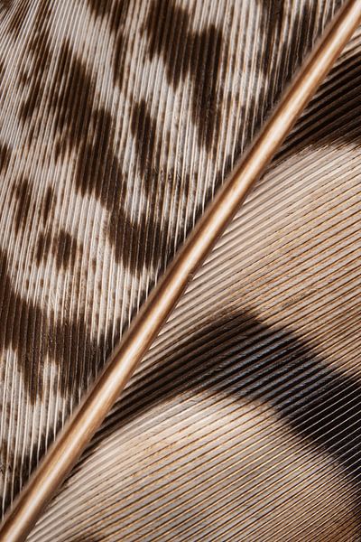 Couleurs naturelles : une plume dans différentes nuances de brun par Marjolijn van den Berg