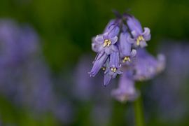 Hallerbos - 'Der Blaue Wald' von Ronald De Neve