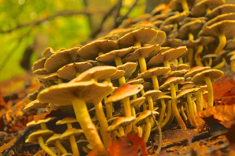 Paddestoelen  by Sharon Jansen