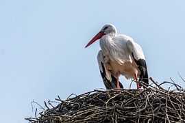Ooievaar - Ciconia ciconia van Rob Smit
