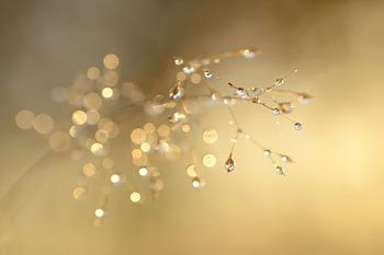 Dewdrops in gold