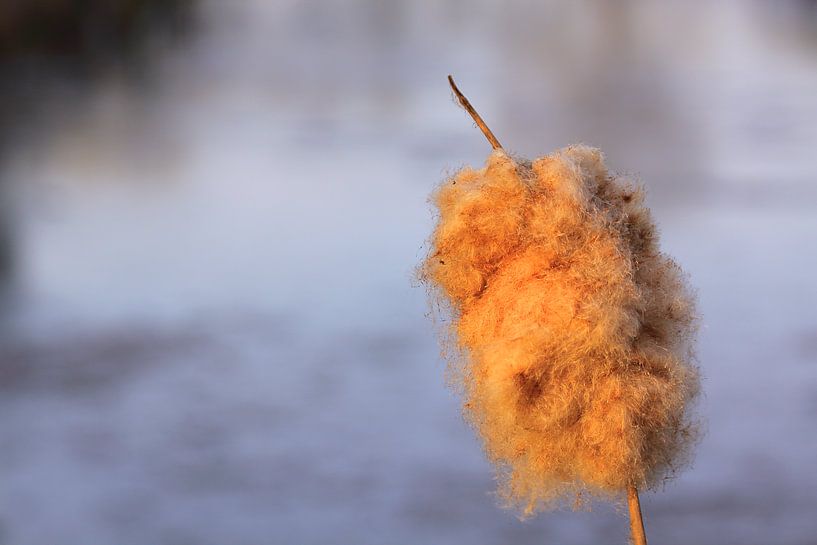 Cigare en roseau éteint par Bobsphotography