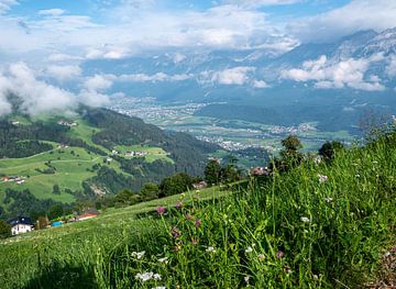 Zomerweide in de Tiroolse Alpen van Animaflora PicsStock