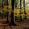 herfstbos van Marika Rentier
